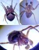 Araneus (sturmi-triguttatus)